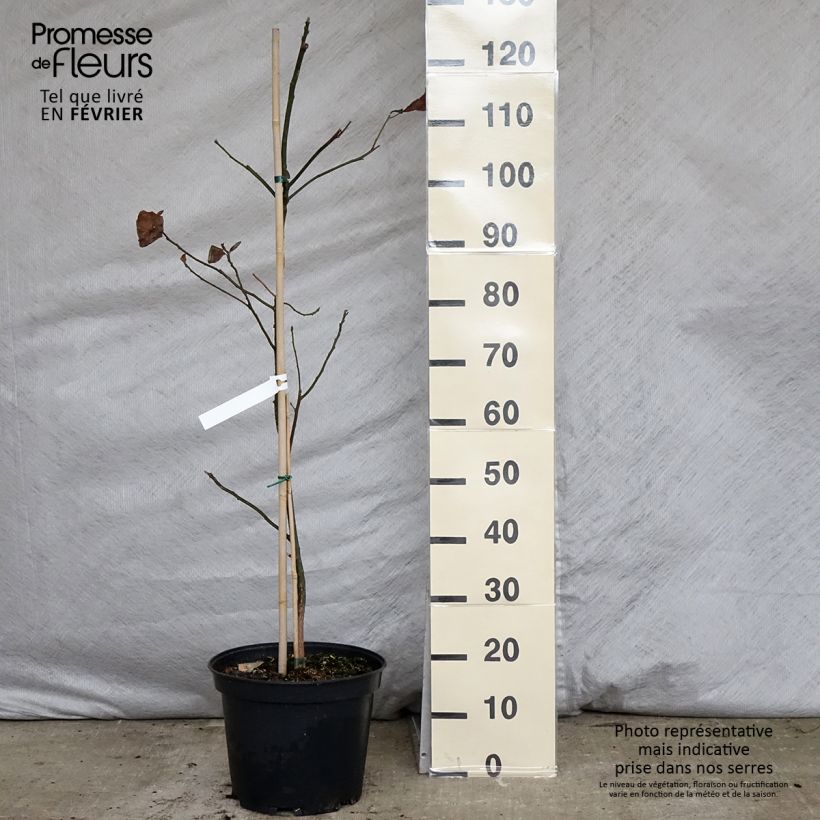 Sassafras albidum - Laurier des Iroquois en pot de 7,5l/10l sample as delivered in winter