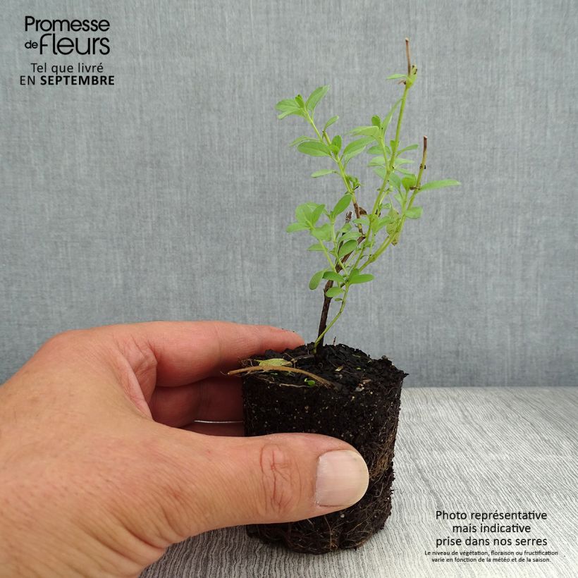Salvia greggii Amethyst Lips Plug plant 3/4cm sample as delivered in autumn