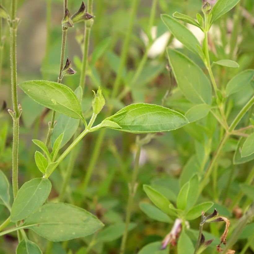 Salvia greggii Amethyst Lips (Foliage)