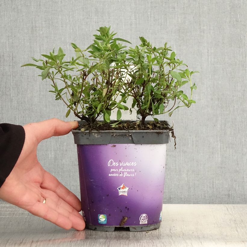 Salvia greggii Amethyst Lips 2L/3L pot sample as delivered in spring