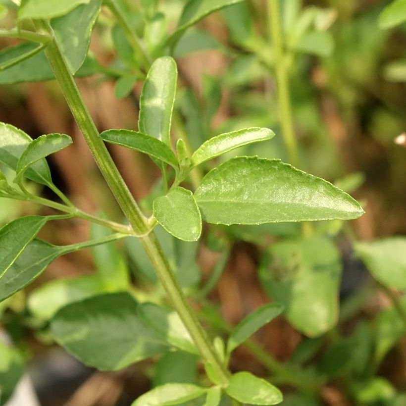 Salvia jamensis Belle de Loire (Foliage)