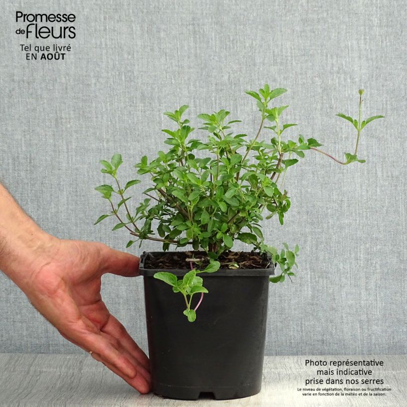 Salvia microphylla Gletsjer 2L/3L pot sample as delivered in summer