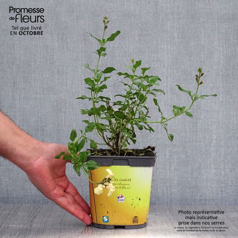 Sauge arbustive Melen - Salvia jamensis Pot de 2L/3L sample as delivered in autumn