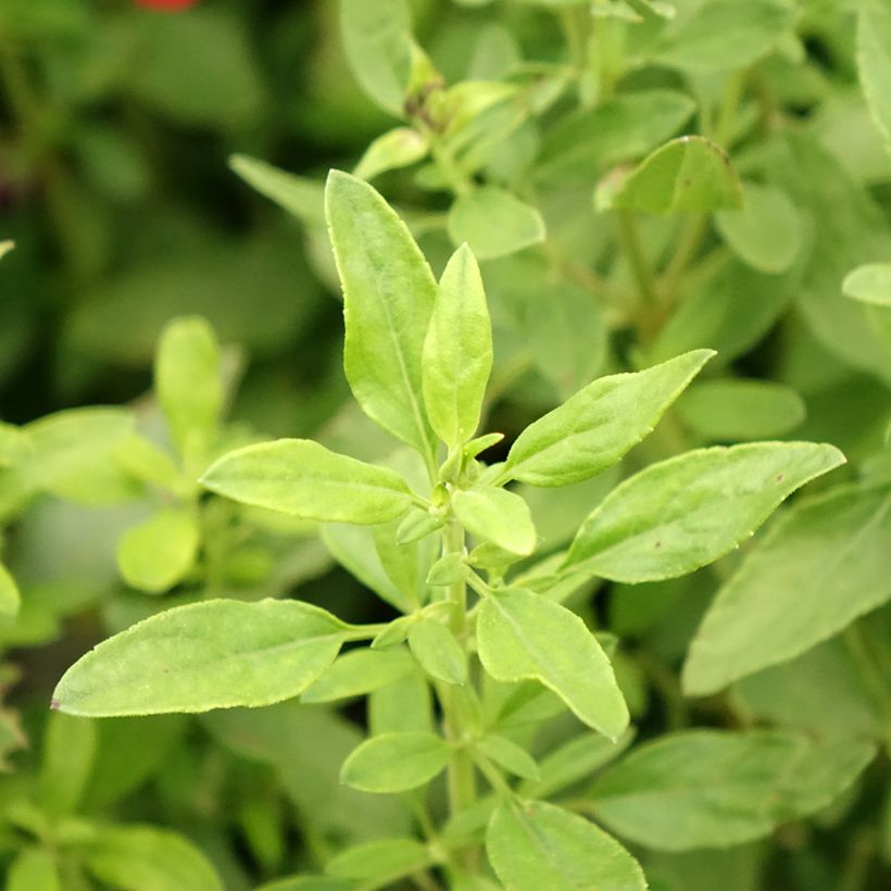 Salvia greggii Mirage Burgundy (Foliage)