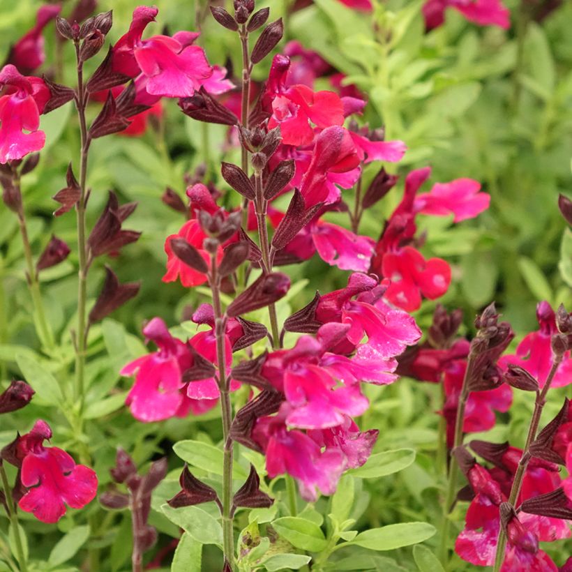 Salvia greggii Mirage Burgundy (Flowering)