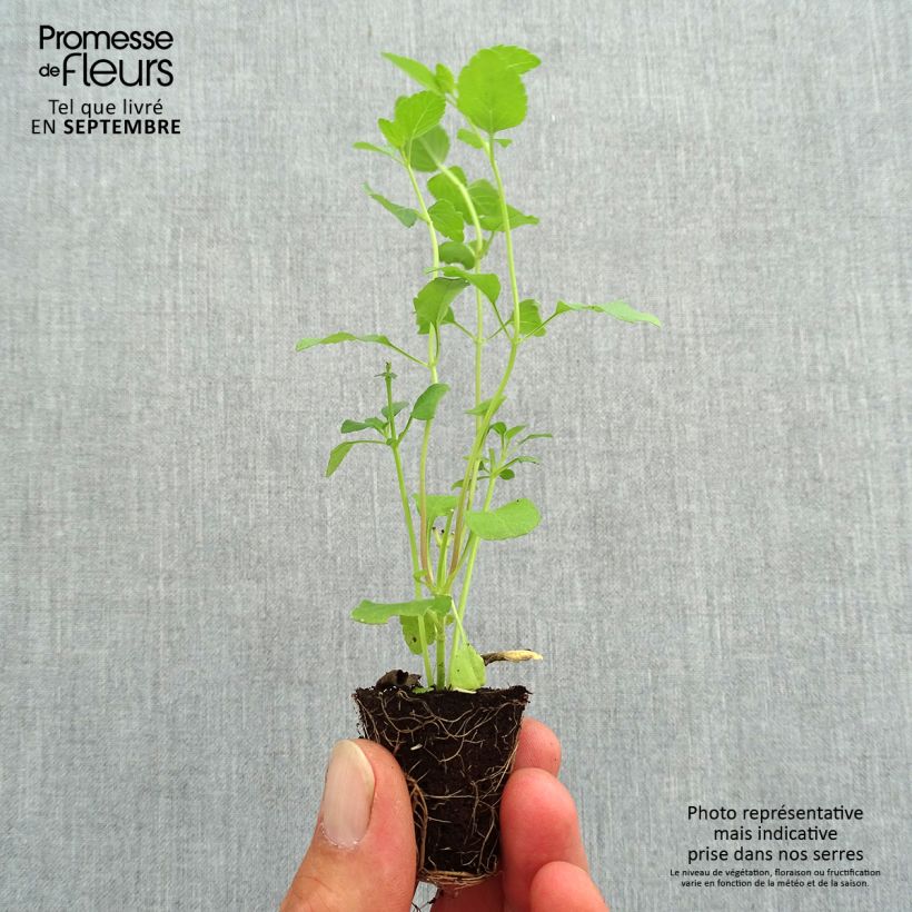 Salvia microphylla grahamii Hot Lips Plug plant 3/4cm sample as delivered in autumn