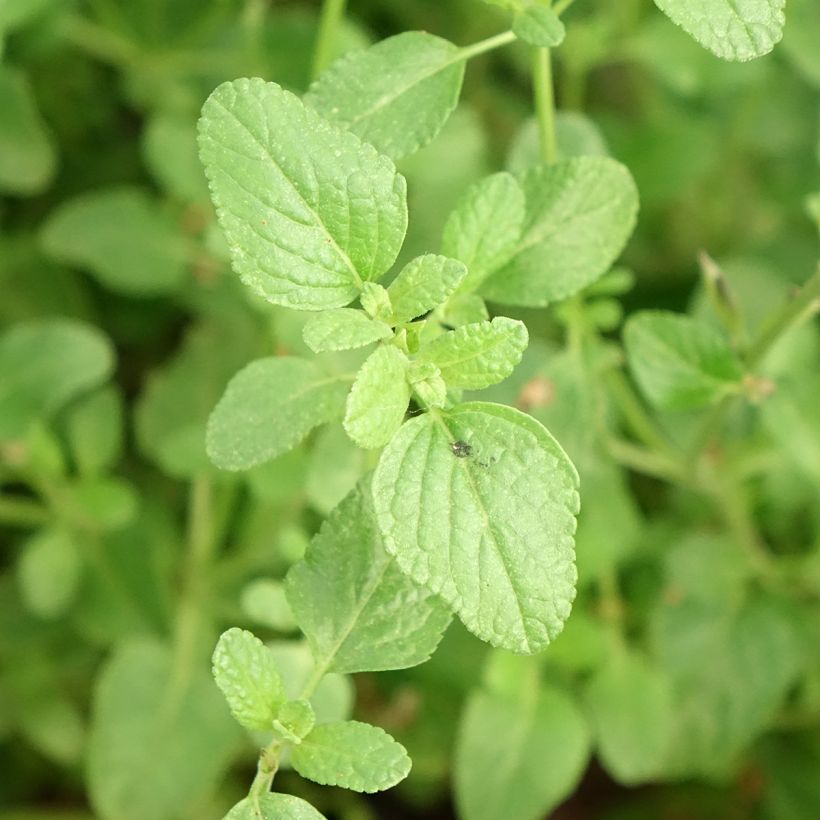 Salvia So Cool Pale Blue (Foliage)