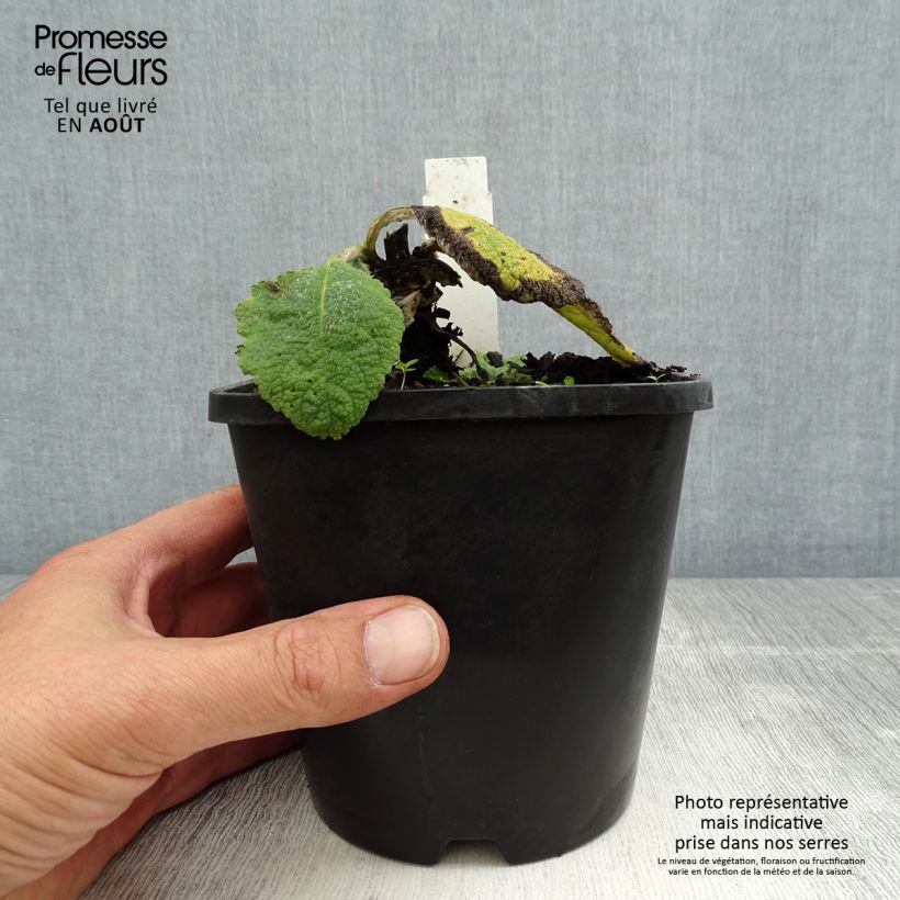 Salvia argentea  1.5L/2L pot sample as delivered in summer