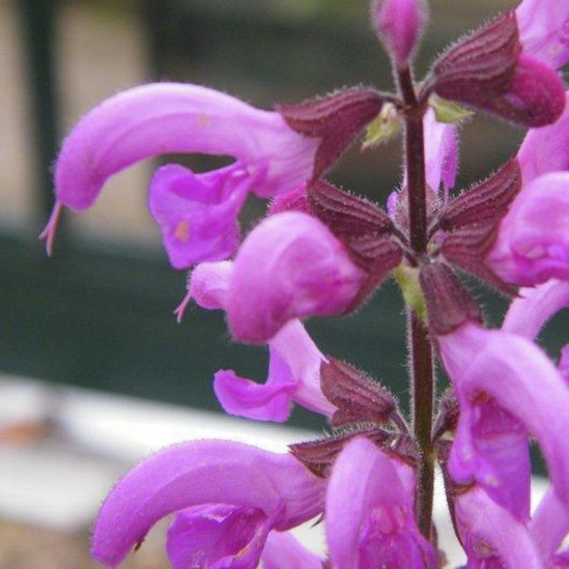 Salvia pratensis Sweet Esmeralda - Meadow Sage (Flowering)