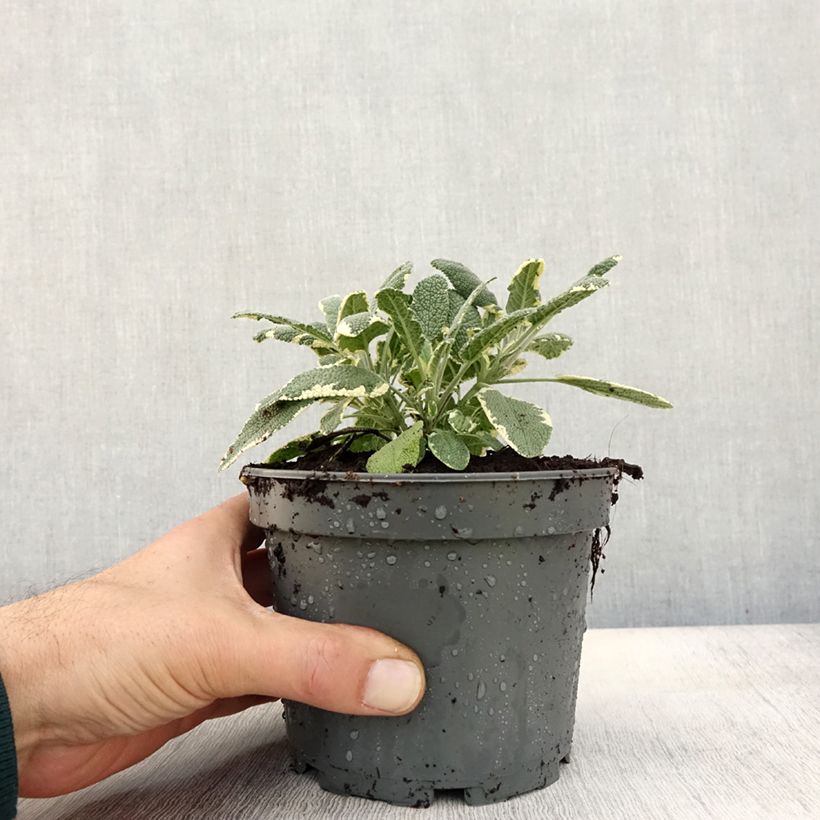 Salvia officinalis Berggarten Variegated 1.5L/2L pot sample as delivered in autumn