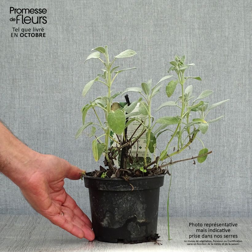 Salvia officinalis Maxima 1.5L/2L pot sample as delivered in autumn