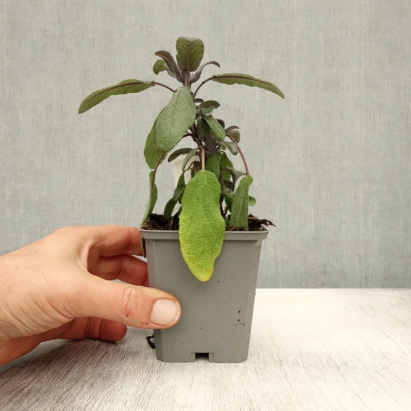 Salvia officinalis Purpurascens 7/8 cm pot sample as delivered in autumn