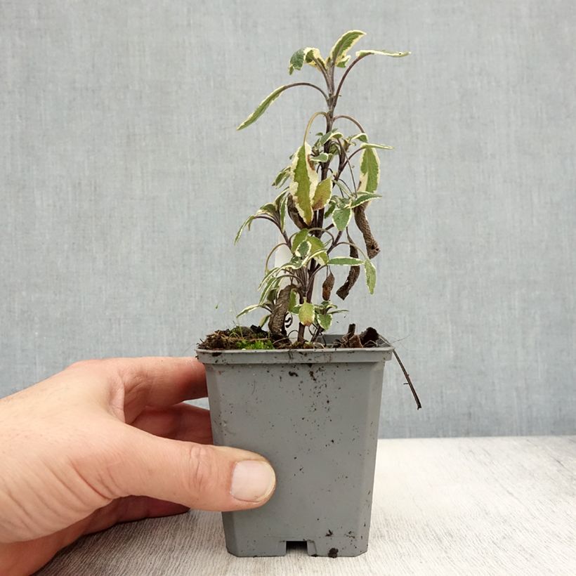 Salvia officinalis Tricolor 7/8 cm pot sample as delivered in autumn