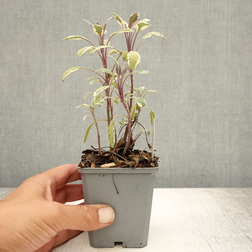 Salvia officinalis Tricolor 7/8 cm pot sample as delivered in summer