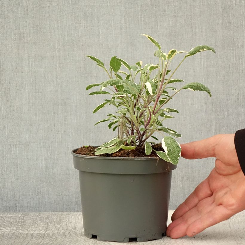 Salvia officinalis Tricolor 1.5L/2L pot sample as delivered in autumn