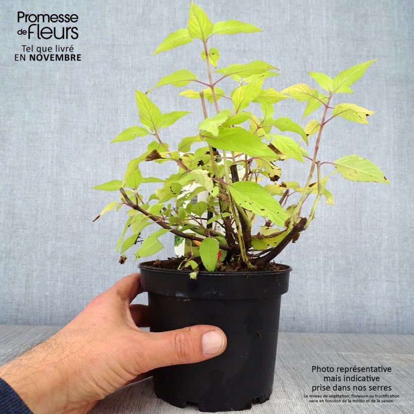 Sauge - Salvia elegans Golden Delicious pot de 1.5L/2L sample as delivered in autumn