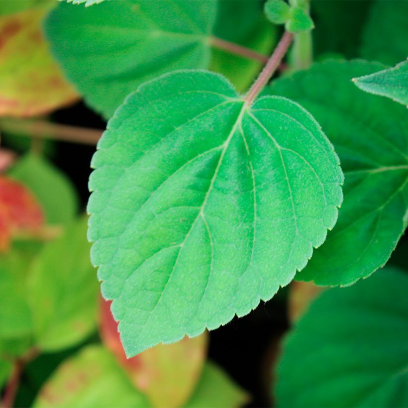 Salvia elegans Golden Delicious (Foliage)