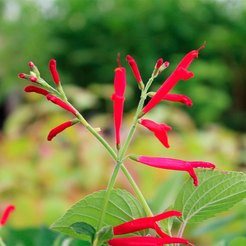 Salvia elegans Golden Delicious (Flowering)