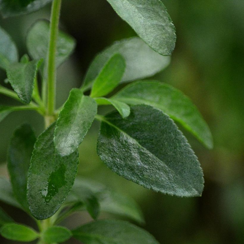 Salvia jamensis Flammenn (Foliage)