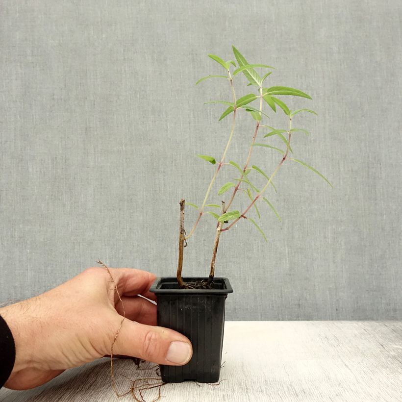 Salvia leucantha 7/8 cm pot sample as delivered in autumn
