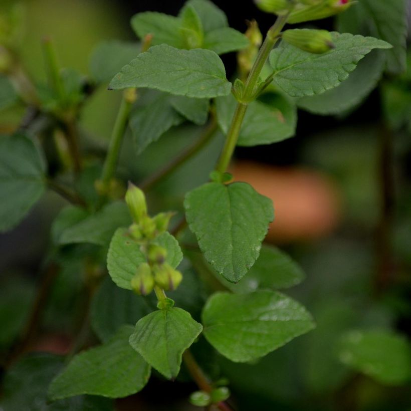 Salvia microphylla grahamii Hot Lips (Foliage)