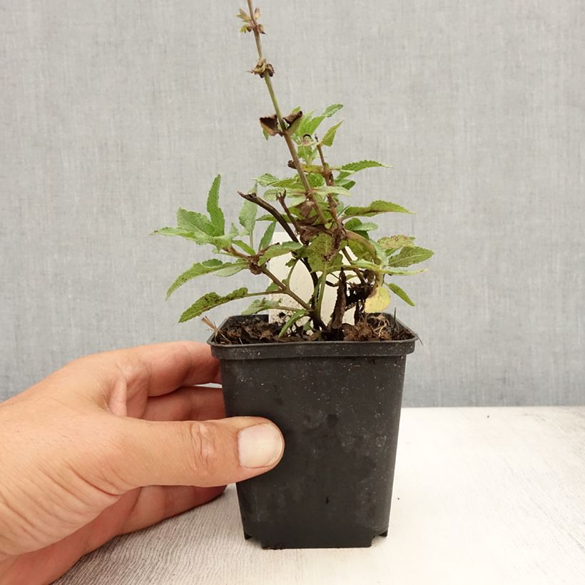 Salvia nemorosa Blauhügel - Woodland Sage 8/9 cm pot sample as delivered in summer