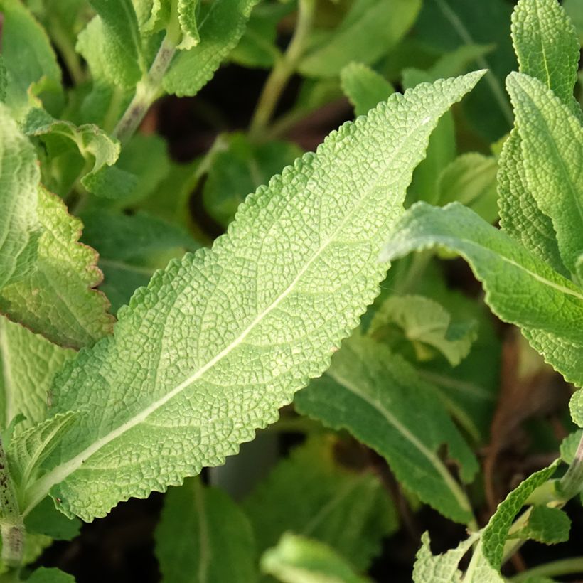 Salvia nemorosa Caradonna Pink - Woodland Sage (Foliage)