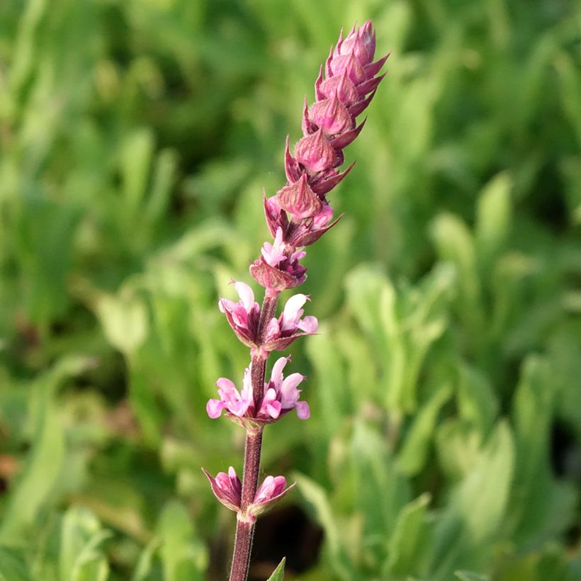 Salvia nemorosa Caradonna Pink - Woodland Sage (Flowering)