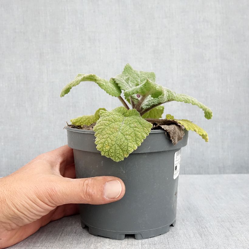 Salvia sclarea 1.5L/2L pot sample as delivered in spring