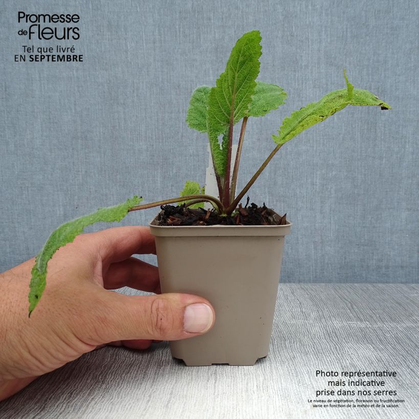 Salvia sclarea Vatican White 8/9 cm pot sample as delivered in summer