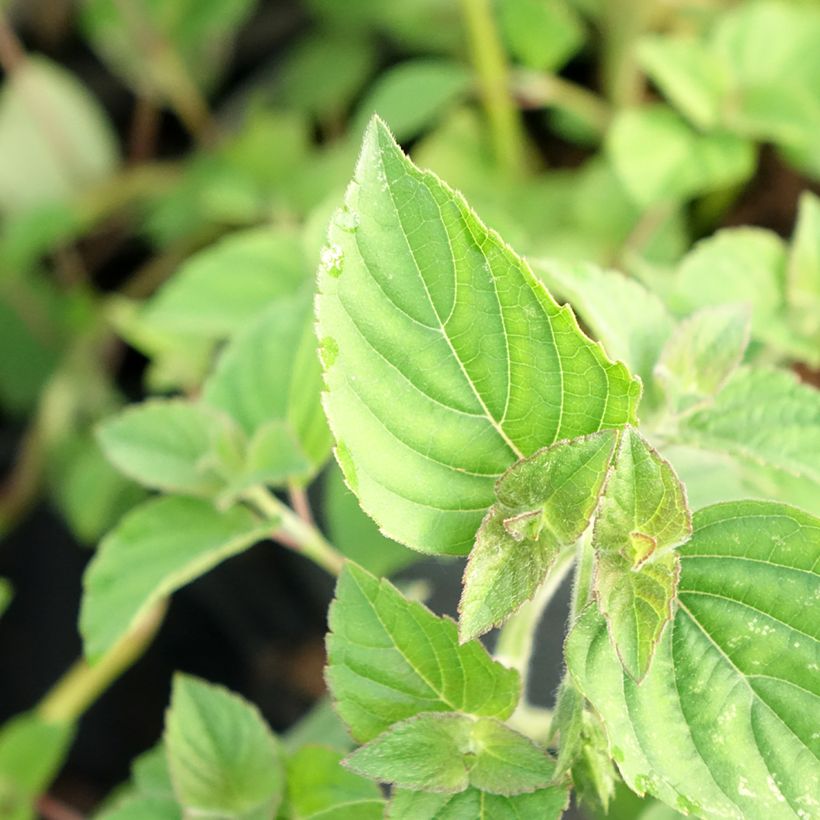 Salvia elegans Tangerine (Foliage)
