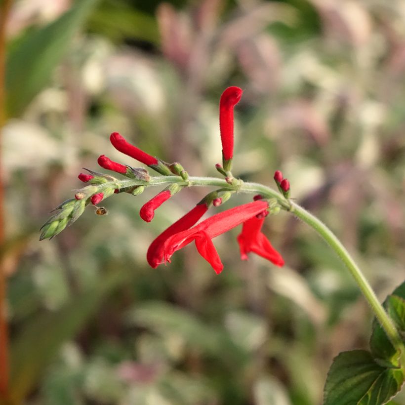 Salvia elegans Tangerine (Flowering)
