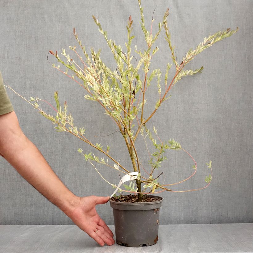 Salix integra Flamingo - Flamingo Willow 2L/3L pot sample as delivered in summer