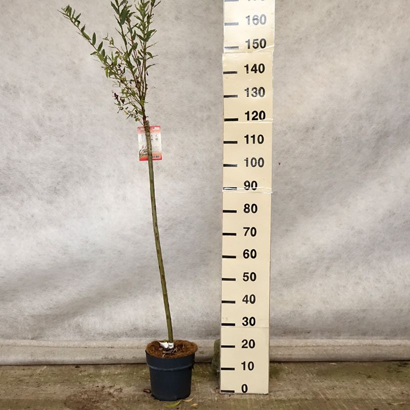 Salix integra Flamingo - Flamingo Willow 4L/5L pot sample as delivered in autumn