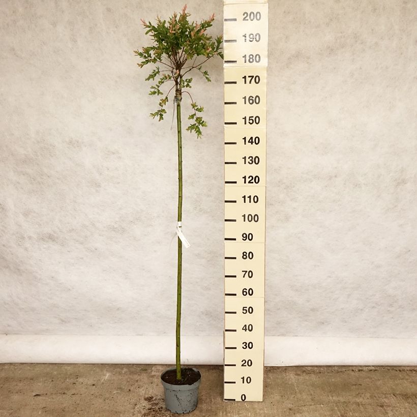 Salix integra Hakuro-Nishiki - Flamingo Willow 7.5L/10L potShipped height around 200/220cm sample as delivered in spring