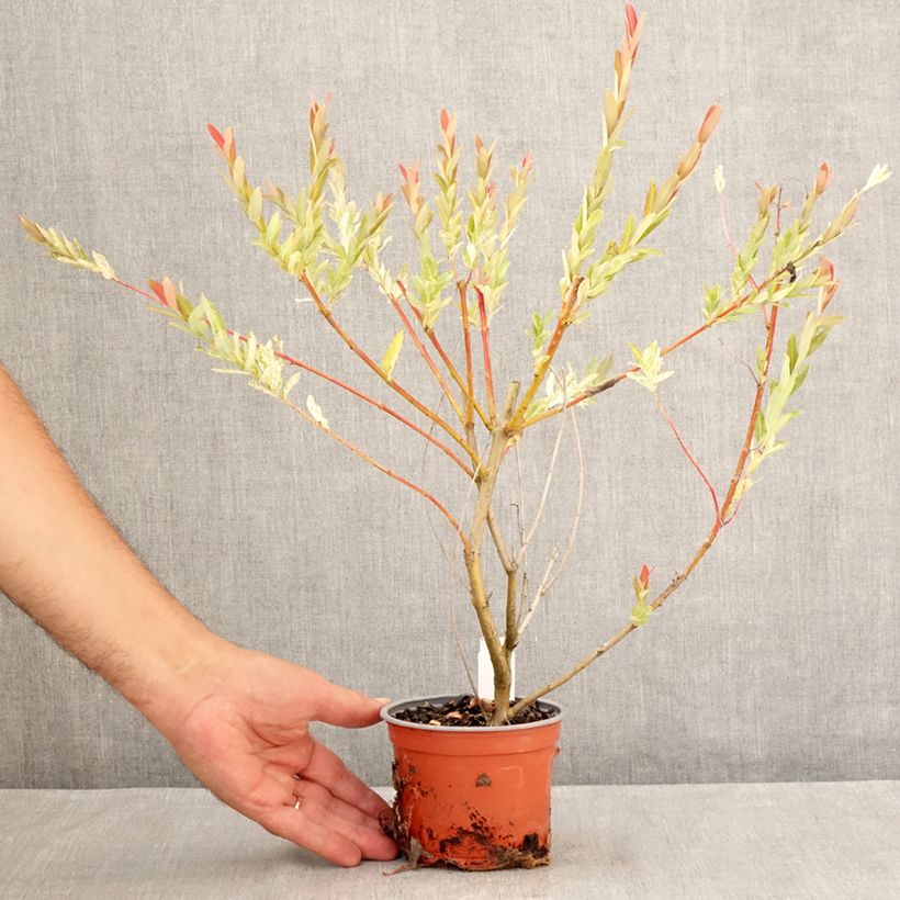 Salix integra Hakuro-Nishiki - Flamingo Willow 10cm/11cm pot sample as delivered in summer