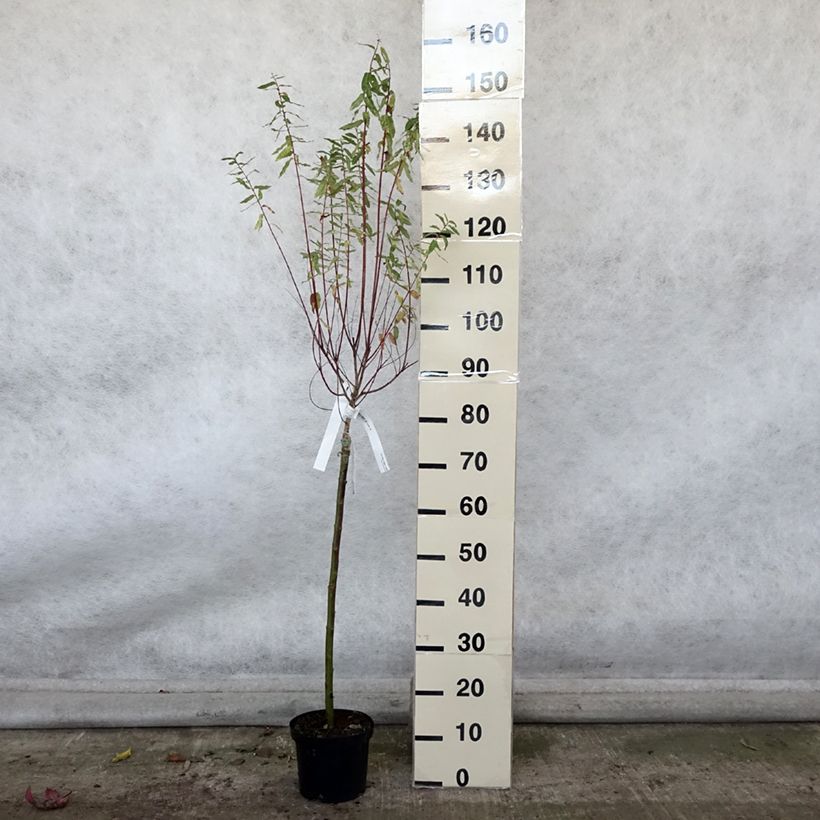 Salix integra Hakuro-Nishiki - Flamingo Willow 2L/3L pot sample as delivered in autumn
