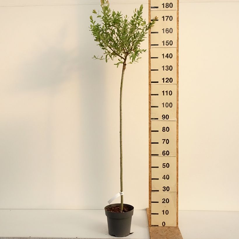 Salix integra Hakuro-Nishiki - Flamingo Willow 4L/5L pot sample as delivered in summer