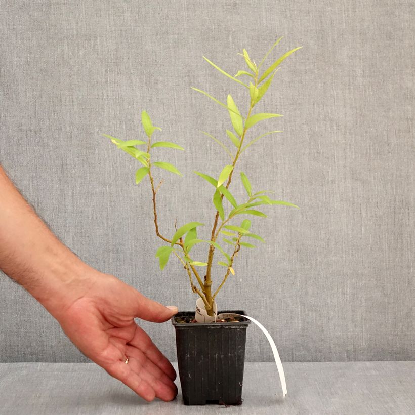 Salix sachalinensis Golden Sunshine - Sachalin Willow 8/9 cm pot sample as delivered in summer