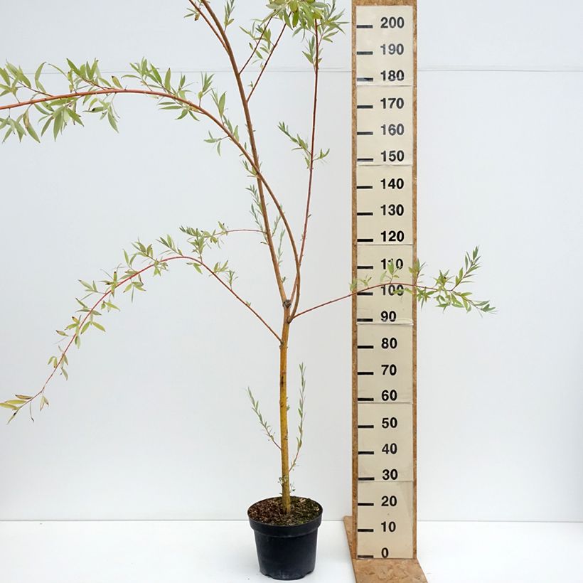 Salix alba Pamiati Bażowa - White Willow 7.5L/10L pot sample as delivered in summer