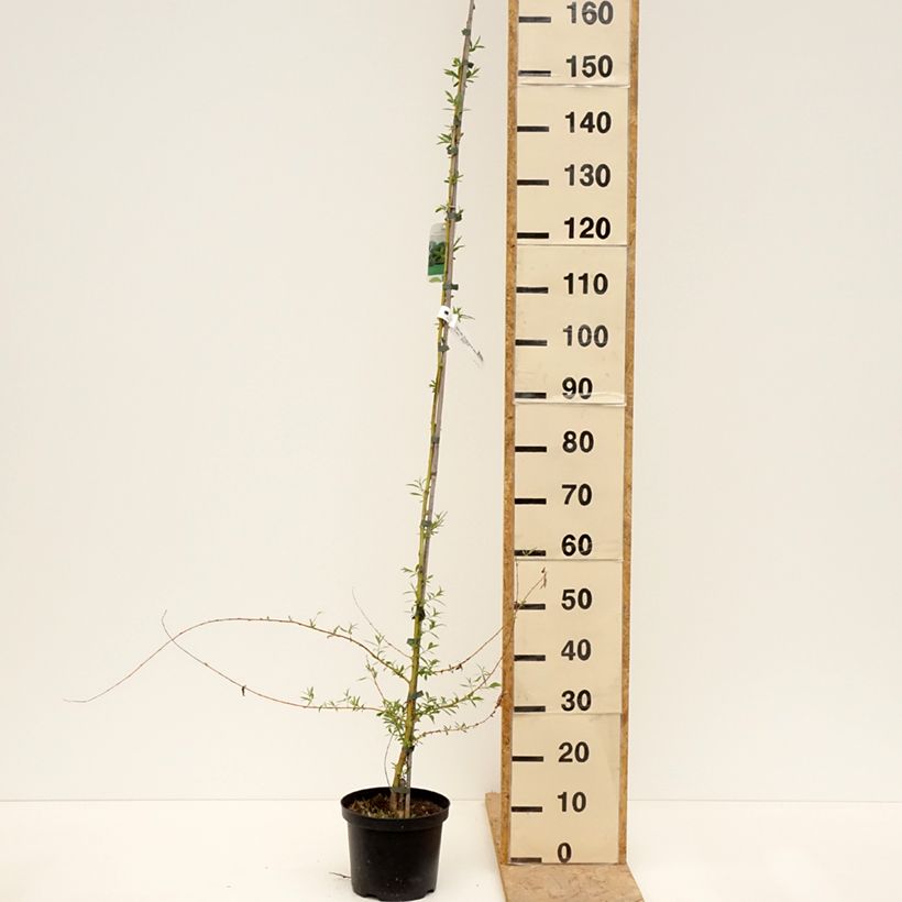 Salix alba Tristis - White Willow 4L/5L potShipped height around 175/200cm sample as delivered in spring
