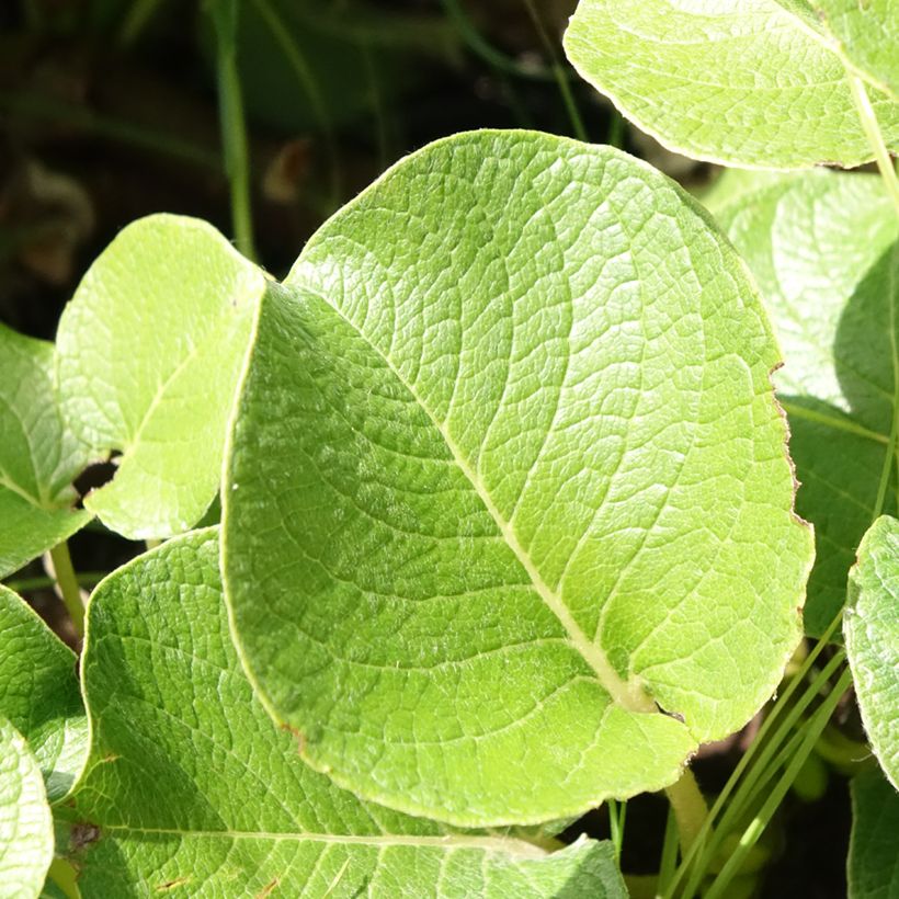Salix kurilensis - Willow (Foliage)