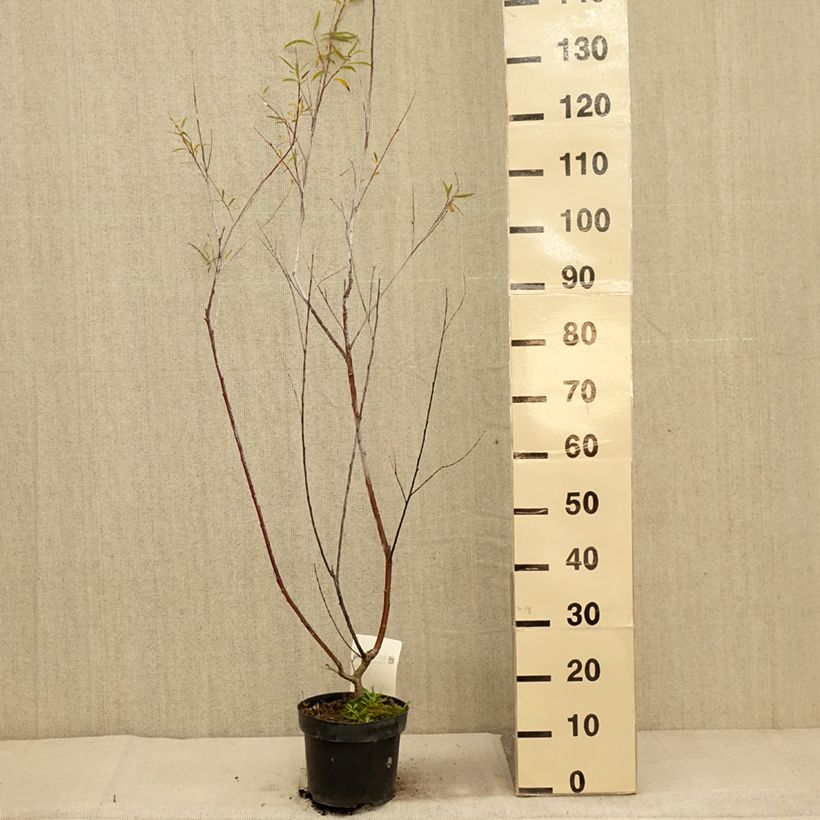 Salix acutifolia Blue Streak - Willow 3L/4L pot sample as delivered in autumn