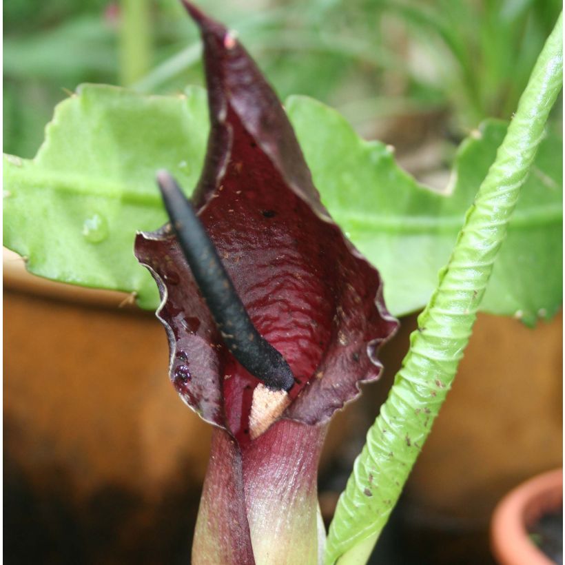 Sauromatum giganteum (Flowering)