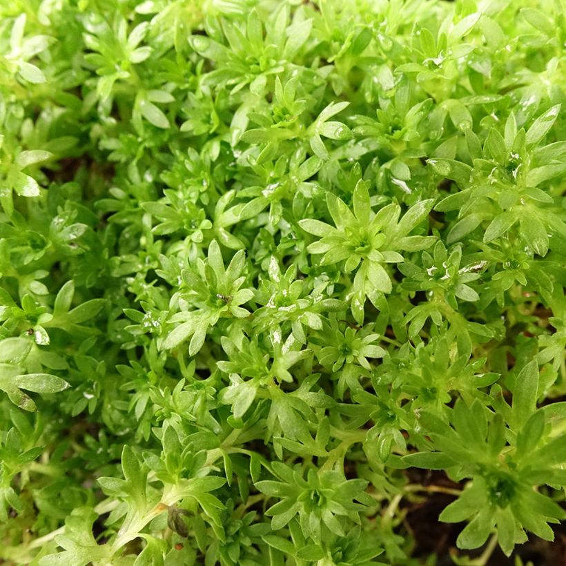 Saxifraga arendsii Compactum (Foliage)