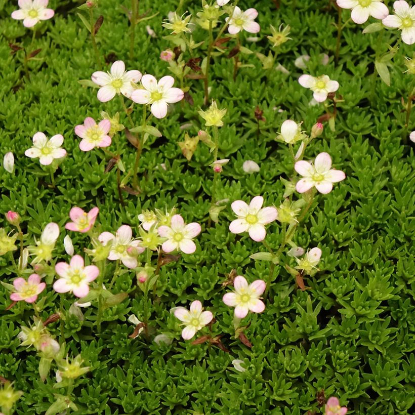 Saxifraga arendsii Compactum (Flowering)