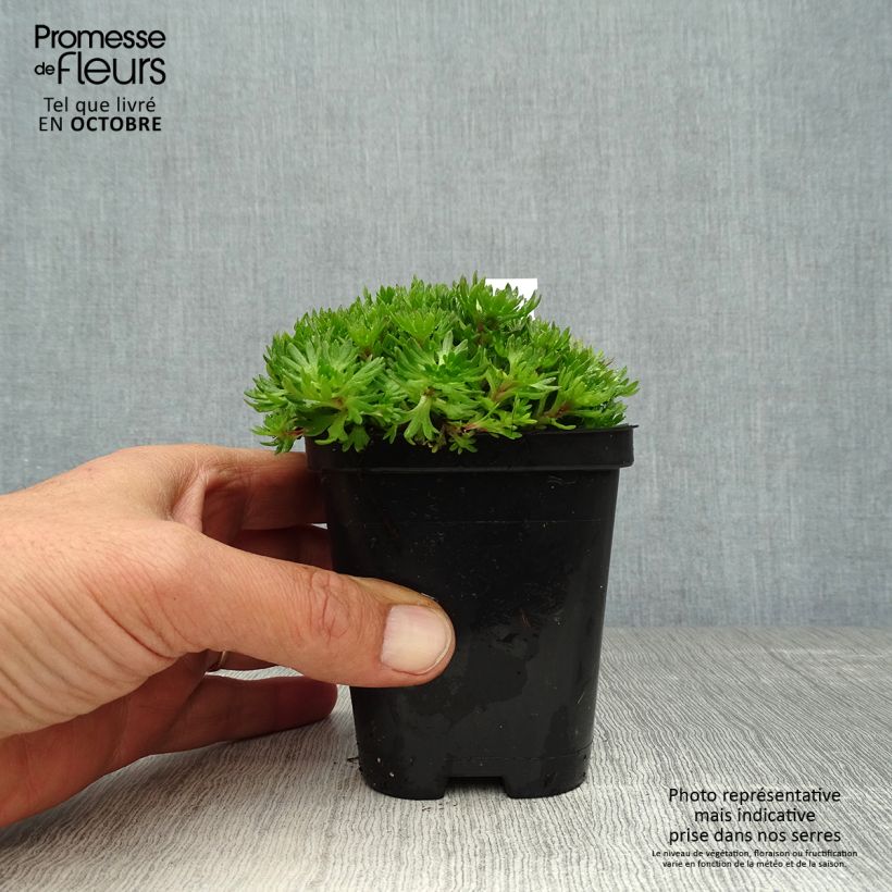 Saxifraga arendsii Purpurteppich 8/9 cm pot sample as delivered in autumn