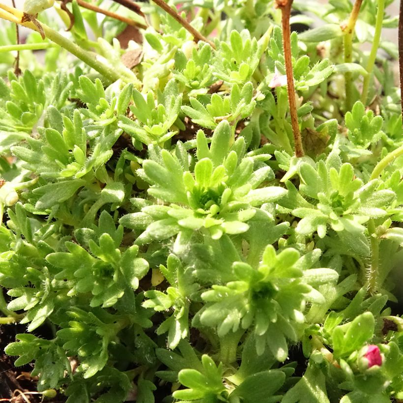 Saxifraga arendsii Purpurteppich (Foliage)