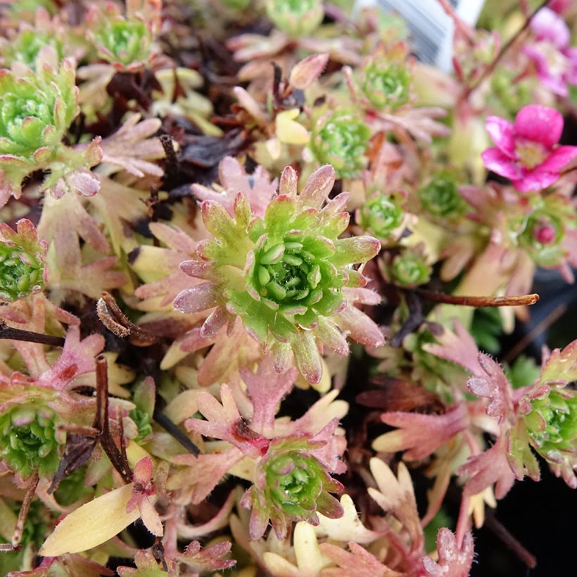 Saxifraga arendsii Wares Crimson (Foliage)