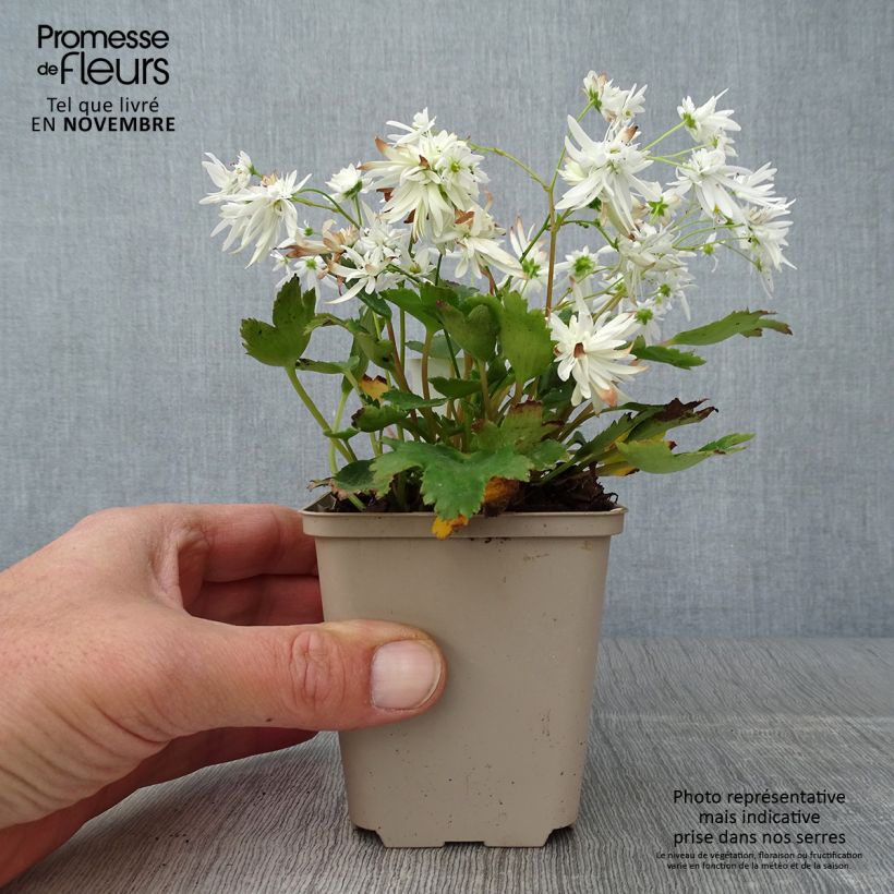 Saxifraga cortusifolia Shiranami 8/9 cm pot sample as delivered in autumn